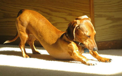 A könnyű ébredés titka