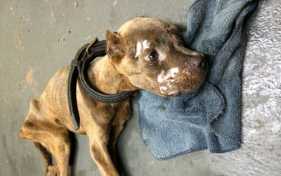 Az állatkínzók köztünk járnak!